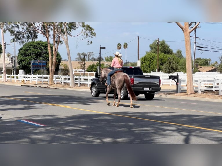 American Quarter Horse Gelding 11 years 15 hh Roan-Red in Murrietta, CA