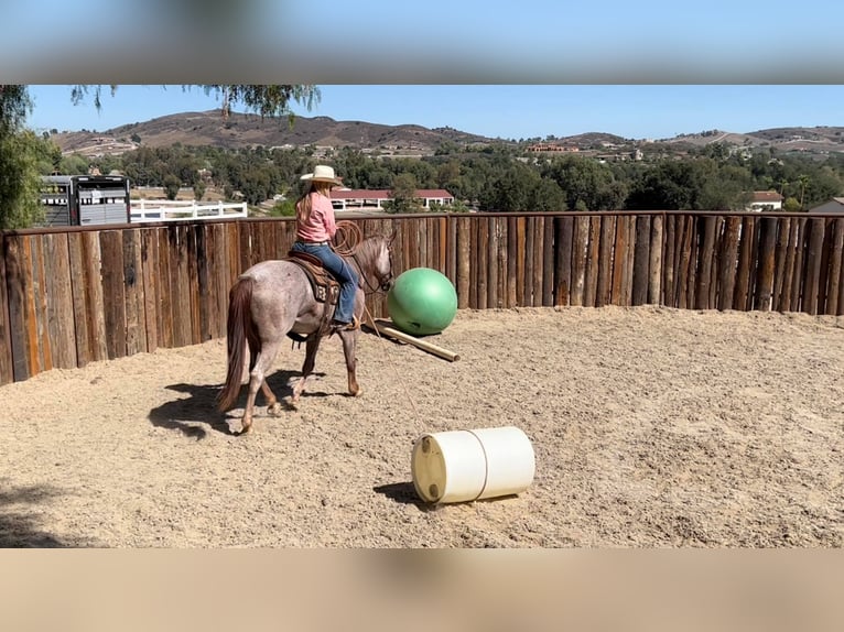 American Quarter Horse Gelding 11 years 15 hh Roan-Red in Murrietta, CA