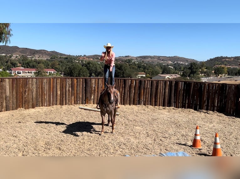 American Quarter Horse Gelding 11 years 15 hh Roan-Red in Murrietta, CA