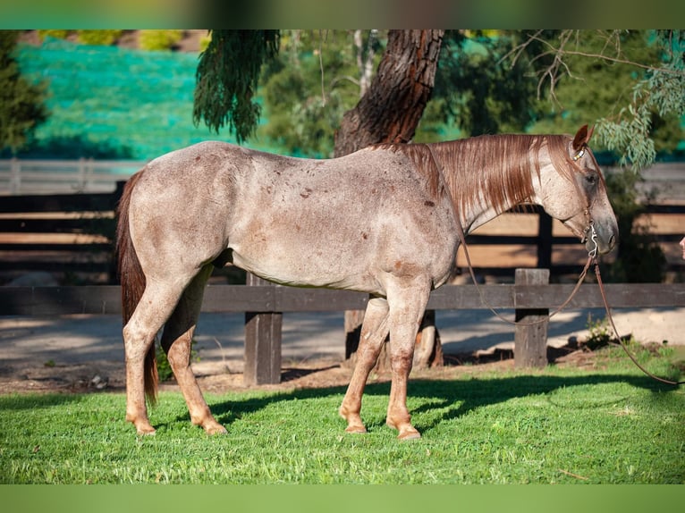 American Quarter Horse Gelding 11 years 15 hh Roan-Red in Murrietta, CA