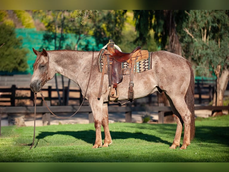 American Quarter Horse Gelding 11 years 15 hh Roan-Red in Murrietta, CA