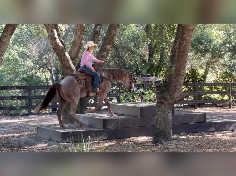 American Quarter Horse Gelding 11 years 15 hh Roan-Red in Murrietta, CA