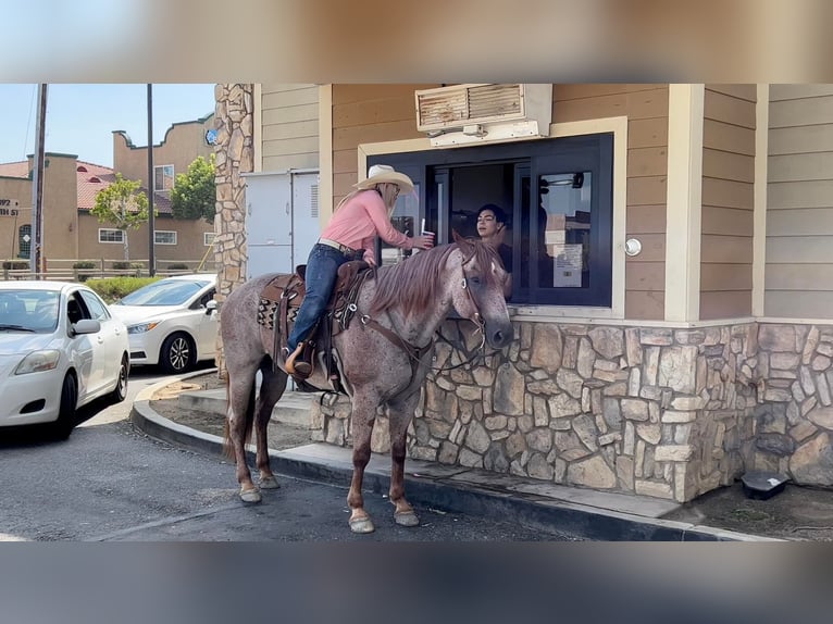 American Quarter Horse Gelding 11 years 15 hh Roan-Red in Murrietta, CA