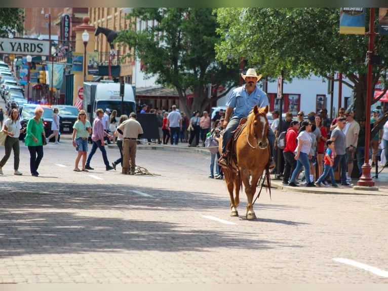 American Quarter Horse Gelding 11 years 15 hh Roan-Red in Stephenville TX
