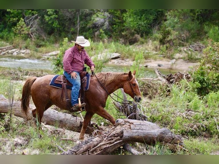 American Quarter Horse Gelding 11 years 15 hh Roan-Red in Stephenville TX