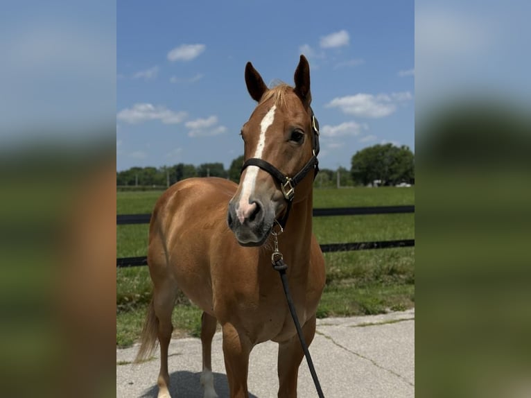 American Quarter Horse Gelding 11 years 15 hh Sorrel in Muncie, IN