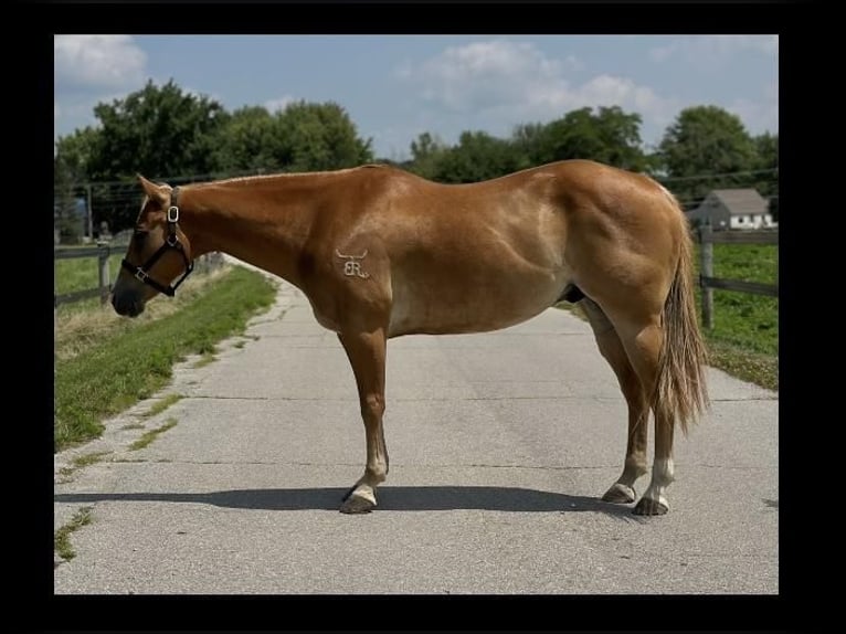 American Quarter Horse Gelding 11 years 15 hh Sorrel in Muncie, IN