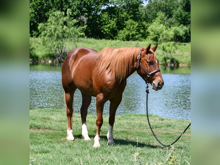 American Quarter Horse Gelding 11 years 15 hh Sorrel in Stephenville