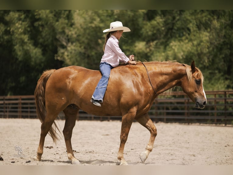 American Quarter Horse Gelding 11 years 15 hh Sorrel in Caldwell, ID