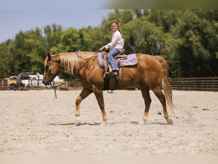 American Quarter Horse Gelding 11 years 15 hh Sorrel in Caldwell, ID