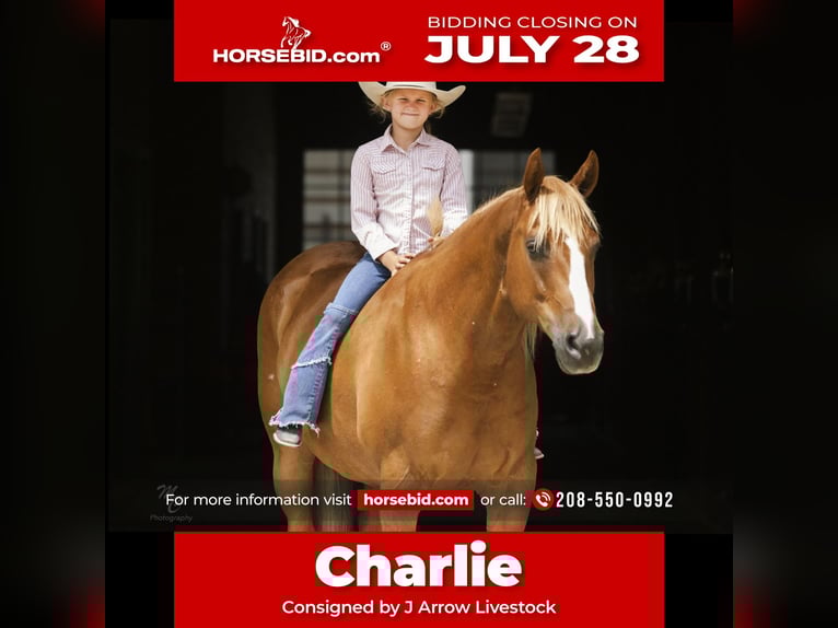 American Quarter Horse Gelding 11 years 15 hh Sorrel in Caldwell, ID