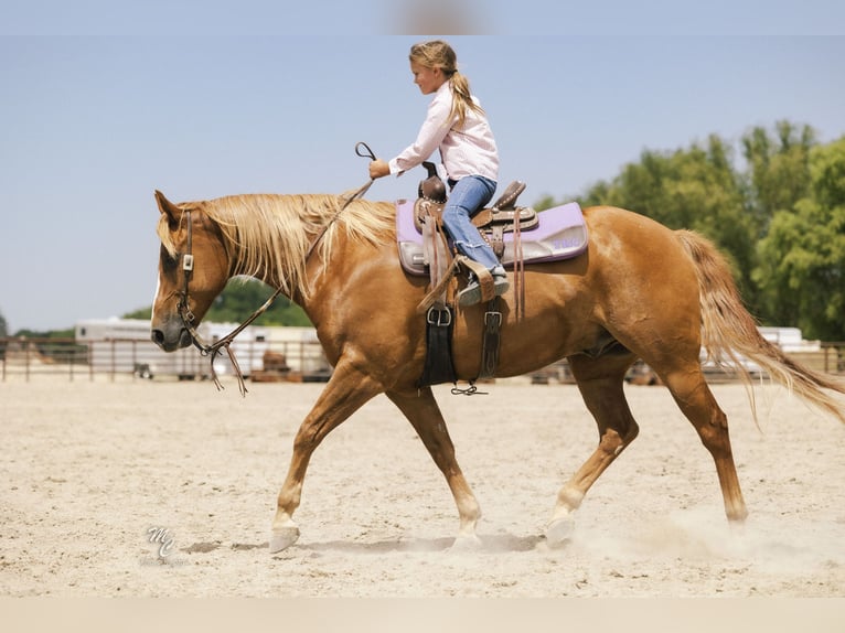 American Quarter Horse Gelding 11 years 15 hh Sorrel in Caldwell, ID