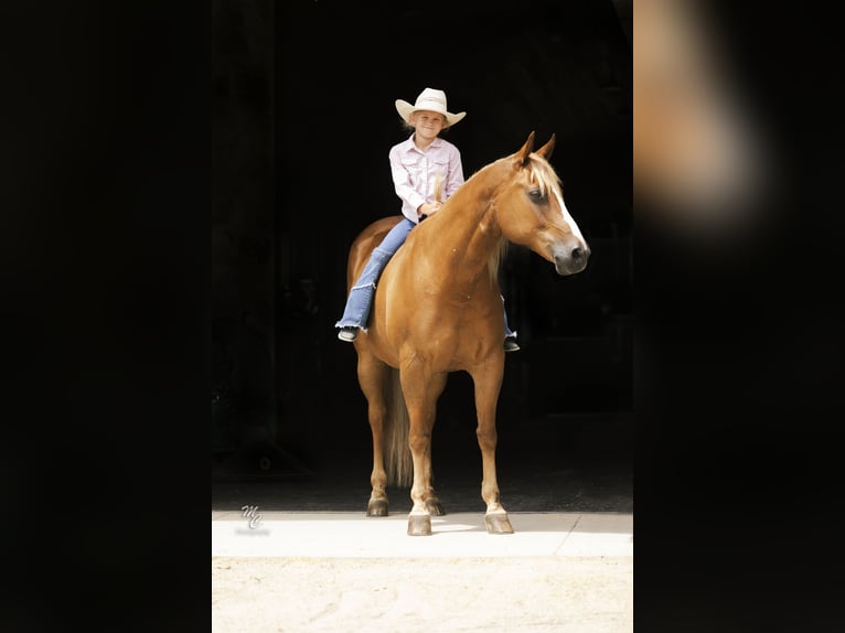 American Quarter Horse Gelding 11 years 15 hh Sorrel in Caldwell, ID