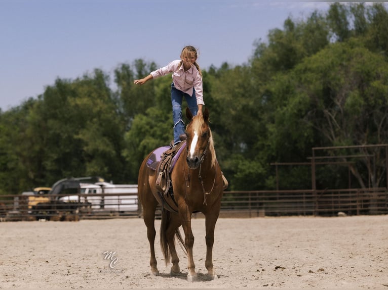 American Quarter Horse Gelding 11 years 15 hh Sorrel in Caldwell, ID