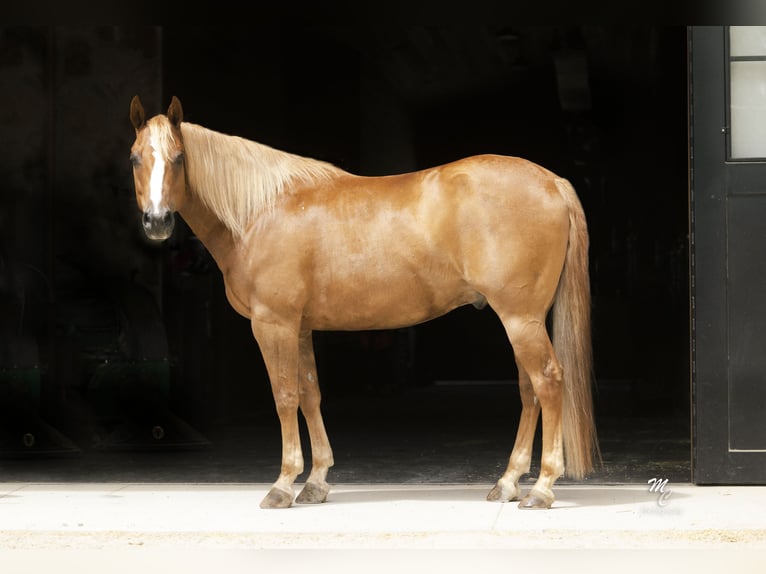 American Quarter Horse Gelding 11 years 15 hh Sorrel in Caldwell, ID