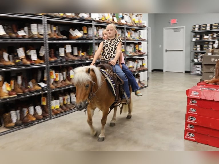 American Quarter Horse Gelding 11 years 15 hh Sorrel in Caldwell, ID