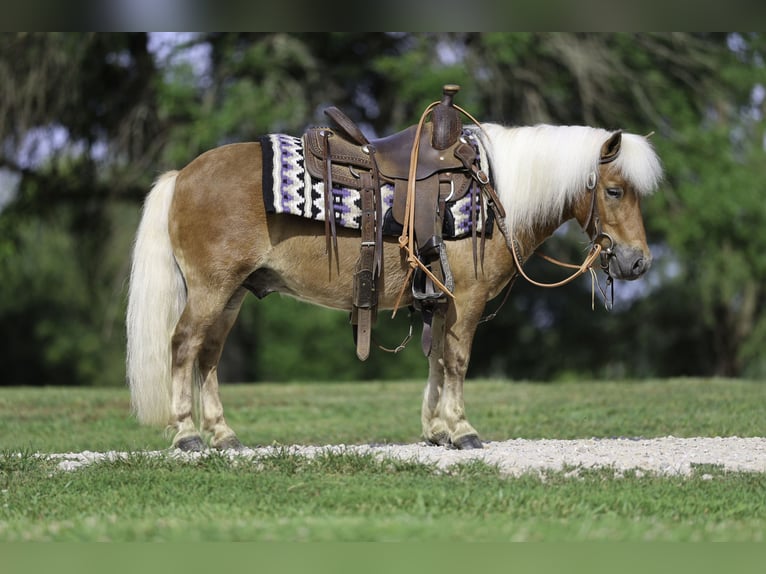 American Quarter Horse Gelding 11 years 15 hh Sorrel in Caldwell, ID