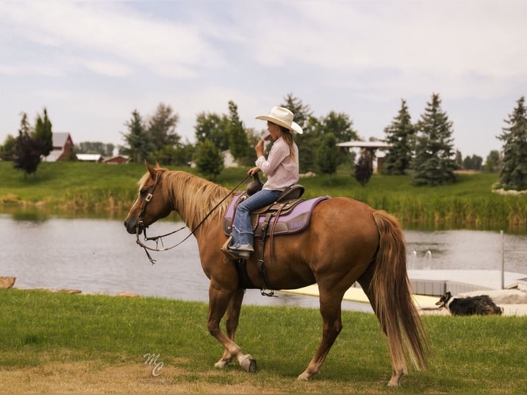 American Quarter Horse Gelding 11 years 15 hh Sorrel in Caldwell, ID