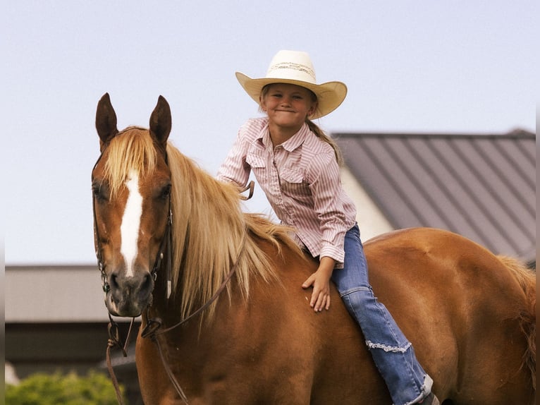 American Quarter Horse Gelding 11 years 15 hh Sorrel in Caldwell, ID