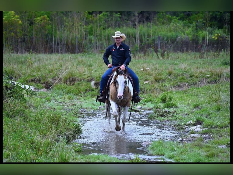 American Quarter Horse Gelding 11 years 15 hh Tobiano-all-colors in Wooster OH