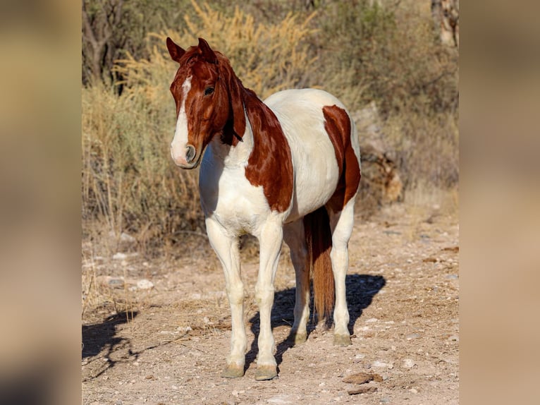 American Quarter Horse Gelding 11 years 15 hh Tobiano-all-colors in Camp Verde AZ