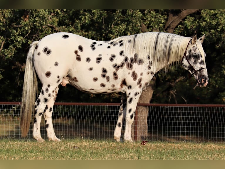 American Quarter Horse Gelding 11 years 15 hh White in Jacksboro TX