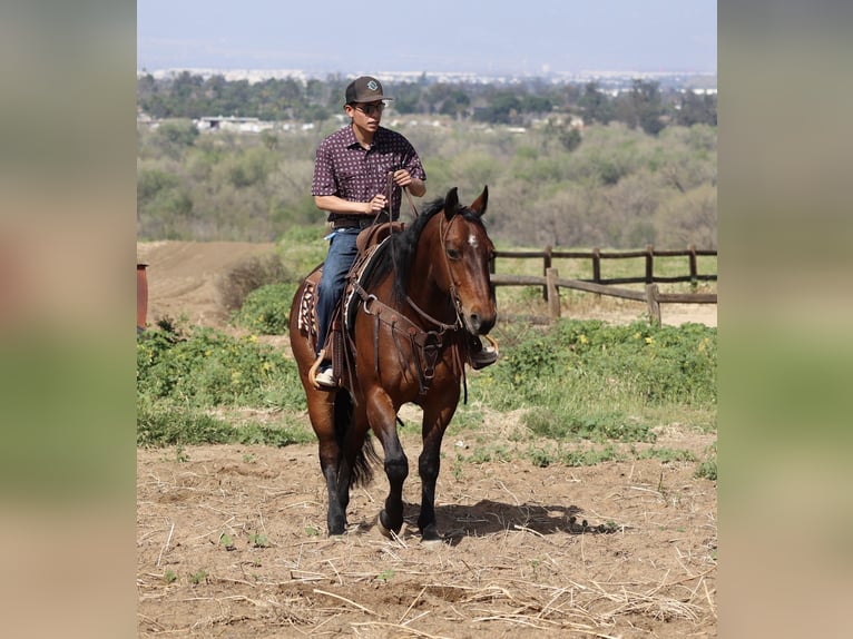 American Quarter Horse Gelding 11 years 15,1 hh Bay in Norco