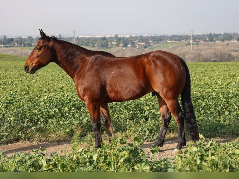 American Quarter Horse Gelding 11 years 15,1 hh Bay in Norco