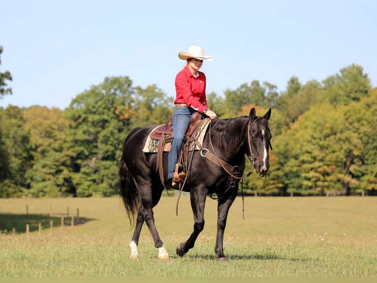 American Quarter Horse Gelding 11 years 15,1 hh Black in Clarion