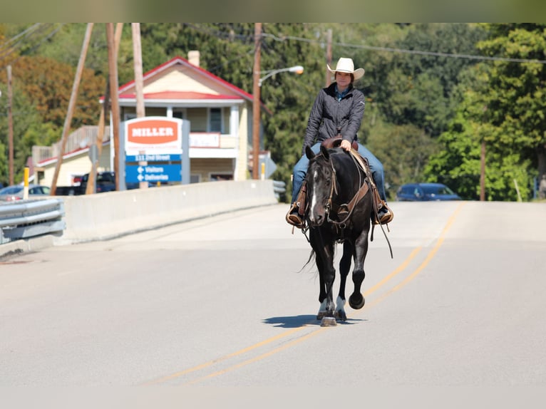 American Quarter Horse Gelding 11 years 15,1 hh Black in Clarion