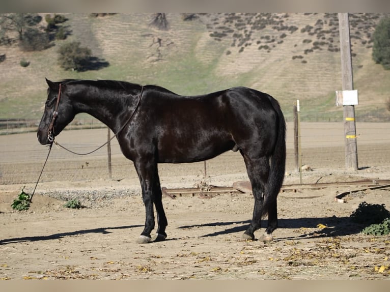American Quarter Horse Gelding 11 years 15,1 hh Black in Tres Pinos