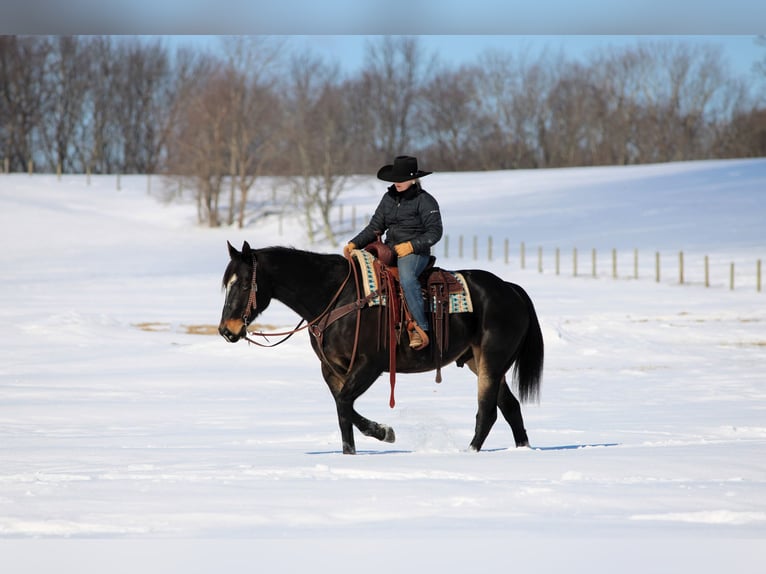 American Quarter Horse Gelding 11 years 15,1 hh Brown in Clarion