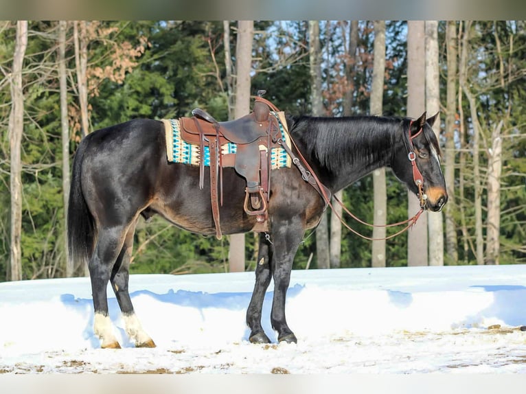 American Quarter Horse Gelding 11 years 15,1 hh Brown in Clarion