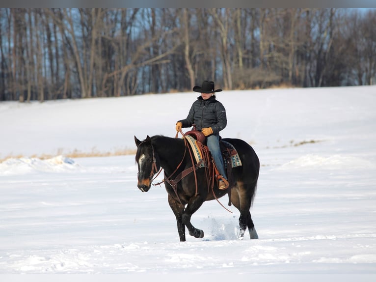 American Quarter Horse Gelding 11 years 15,1 hh Brown in Clarion