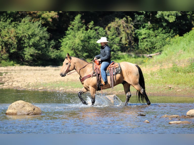 American Quarter Horse Gelding 11 years 15,1 hh Buckskin in Clarion