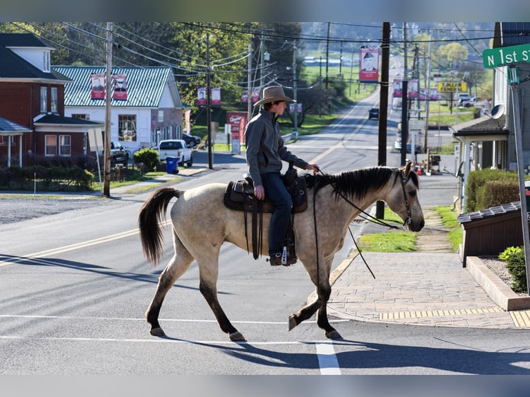 American Quarter Horse Gelding 11 years 15,1 hh Buckskin in Needmore