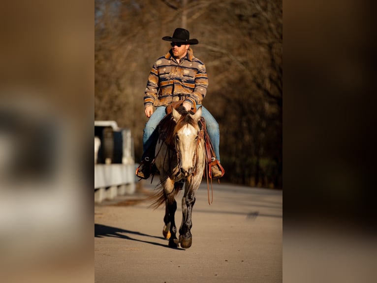 American Quarter Horse Gelding 11 years 15,1 hh Buckskin in Santa Fe