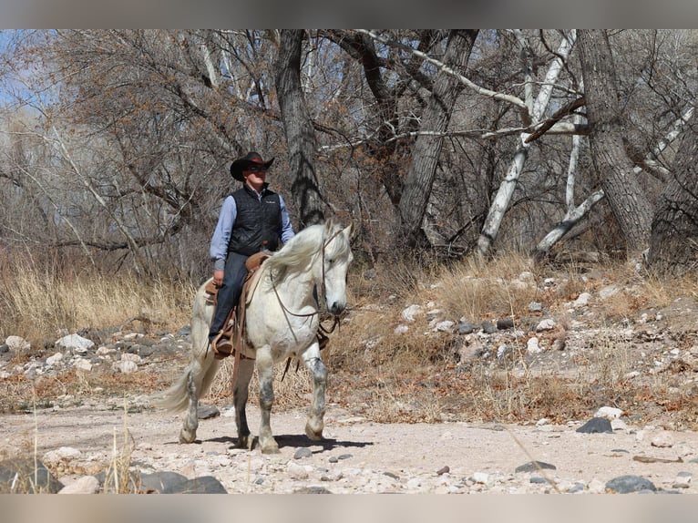 American Quarter Horse Gelding 11 years 15,1 hh Grey in Camp Verde AZ