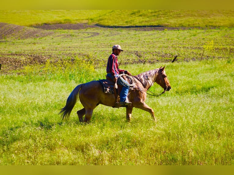 American Quarter Horse Gelding 11 years 15,1 hh Palomino in Tres Pinos