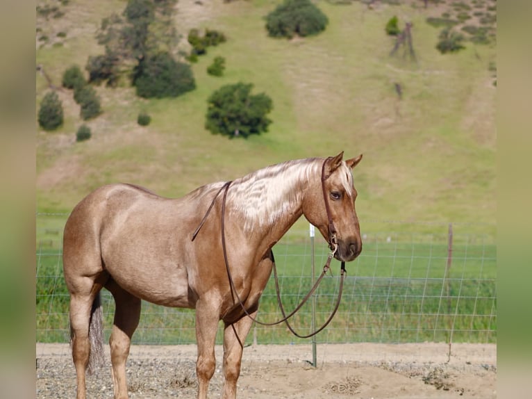 American Quarter Horse Gelding 11 years 15,1 hh Palomino in Tres Pinos