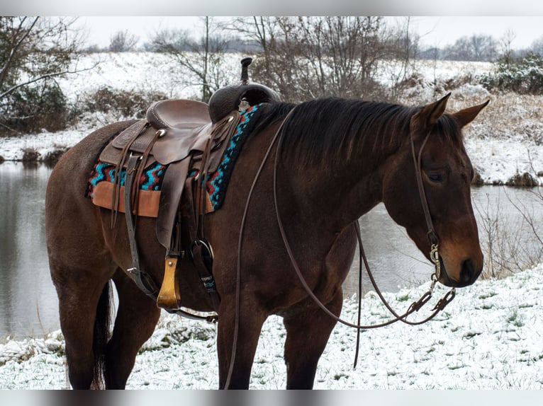 American Quarter Horse Gelding 11 years 15,1 hh Roan-Bay in Henderson
