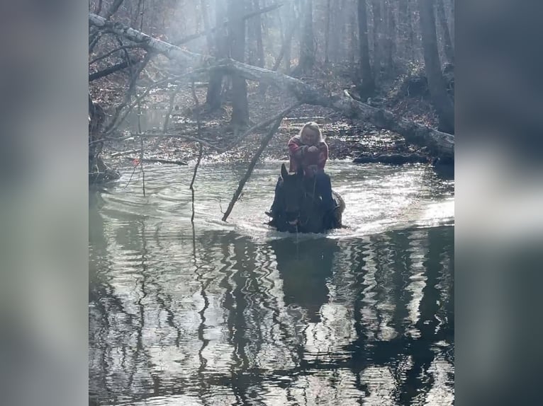 American Quarter Horse Gelding 11 years 15,1 hh Roan-Bay in Henderson