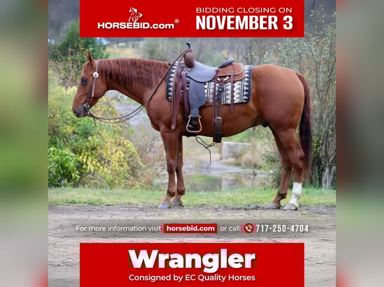 American Quarter Horse Gelding 11 years 15,1 hh Sorrel in Beaver Springs