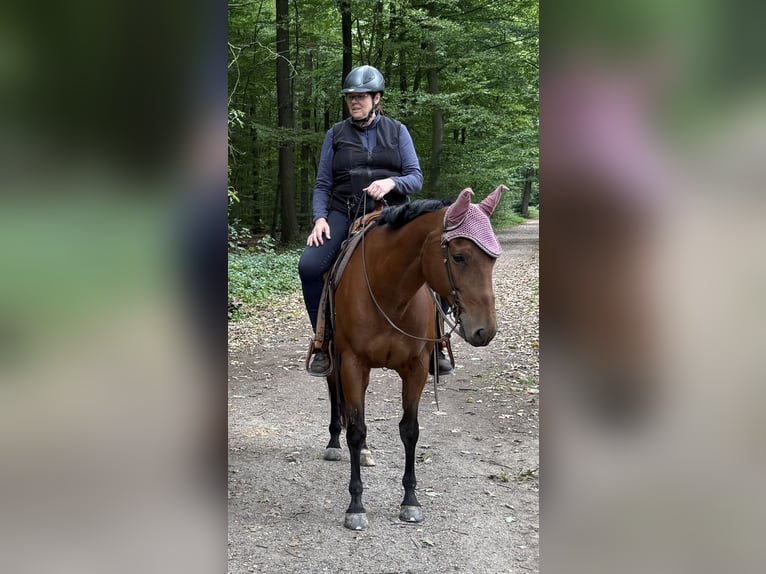 American Quarter Horse Gelding 11 years 15,2 hh Bay-Dark in Goch