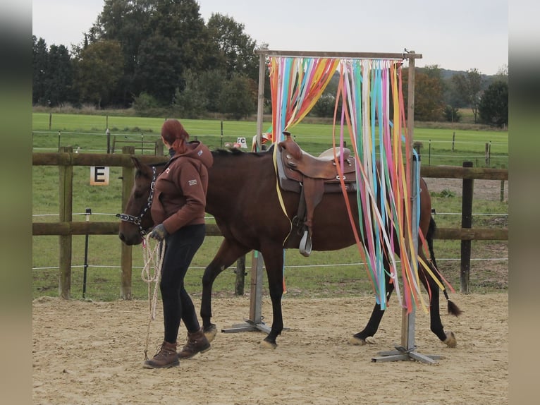 American Quarter Horse Gelding 11 years 15,2 hh Bay-Dark in Goch