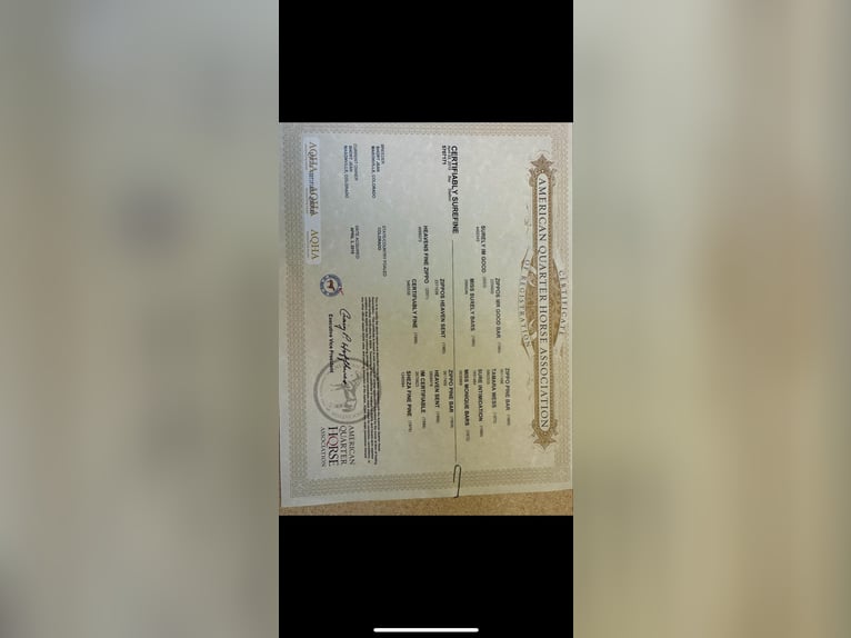 American Quarter Horse Gelding 11 years 15,2 hh Bay in Fort Collins, CO