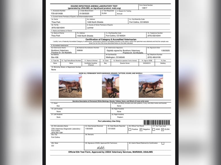 American Quarter Horse Gelding 11 years 15,2 hh Bay in Fort Collins, CO