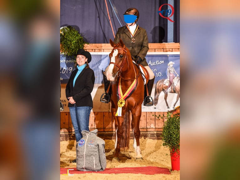 American Quarter Horse Gelding 11 years 15,2 hh Chestnut-Red in Hagen American Quarter Horse Gelding 11 years 15,2 hh Chestnut-Red in Hagen