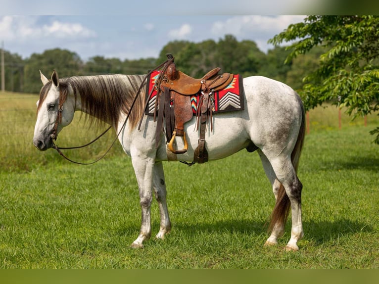 American Quarter Horse Gelding 11 years 15,2 hh Gray in Quitman, AR