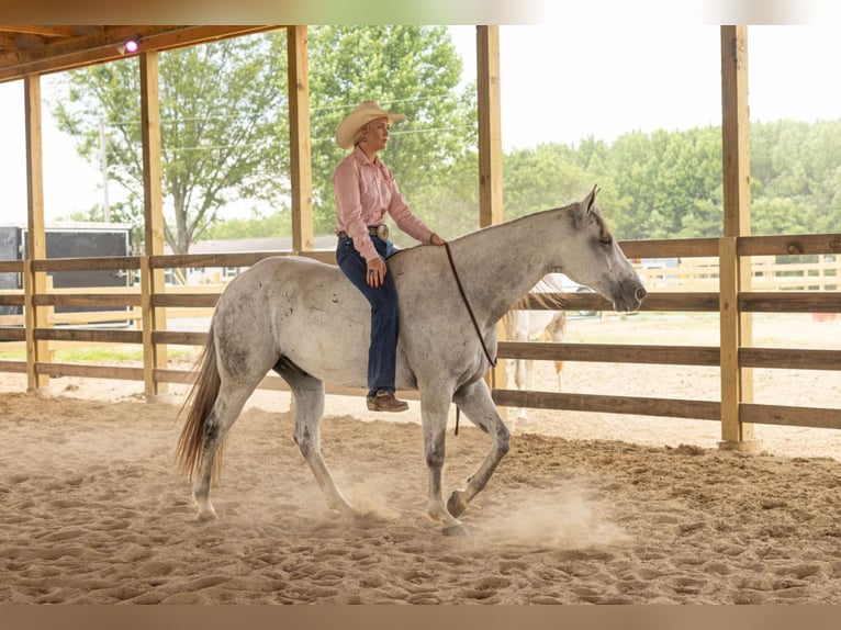American Quarter Horse Gelding 11 years 15,2 hh Gray in Quitman, AR